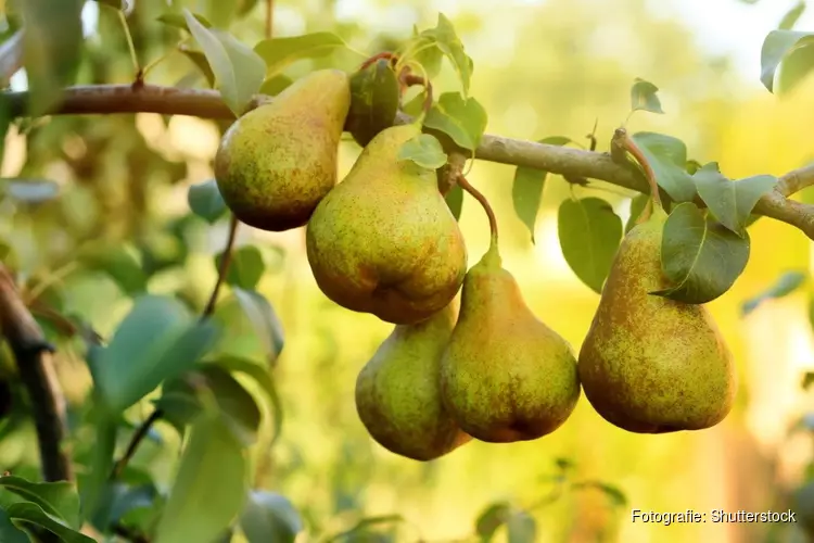 Welwonen deelt gratis perenbomen uit