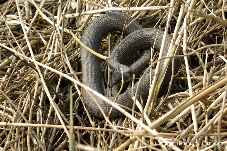 Foto-expositie Natuurlijk Nederland