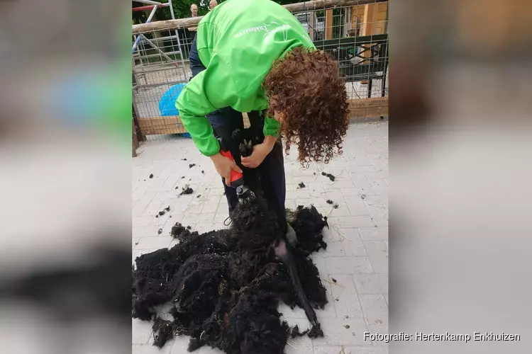 Schapen Scheren bij Hertenkamp Enkhuizen