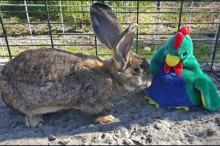 Kaatje kip op de kinderboerderij op 9 september