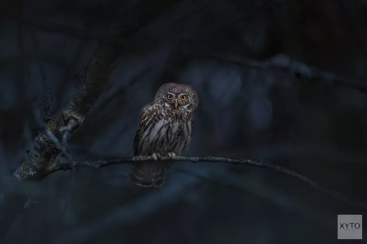 Ervaar het belang van donkerte tijdens de Nacht van de Noord-Hollandse natuur