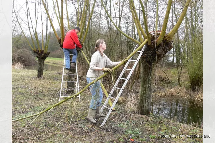 Wilgentakken (slieten) gratis ophalen