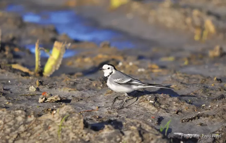 Vogels en hun nesten