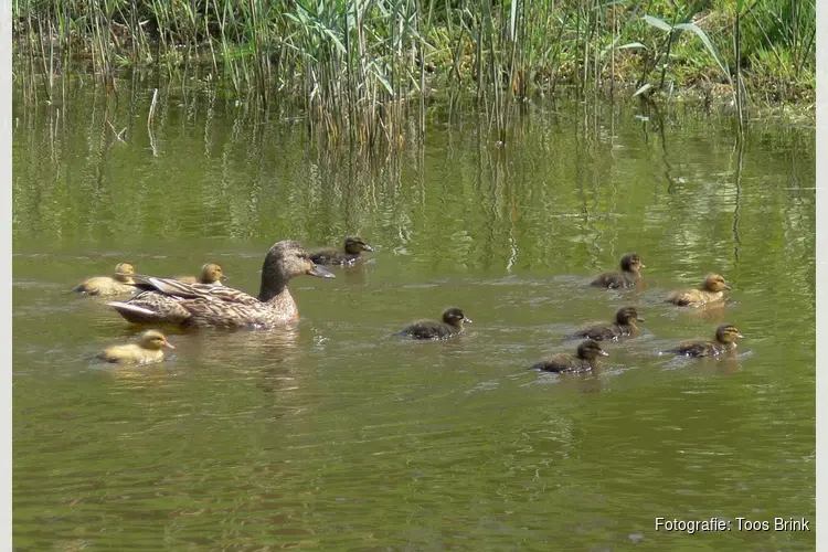 Lente in het Egboetswater