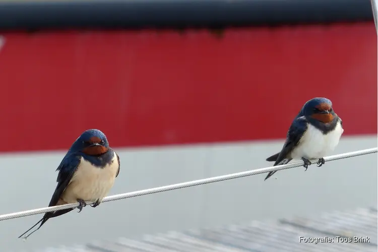 Terugkeer zomervogels