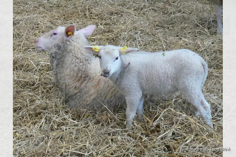 Lammetjes op de boerderij