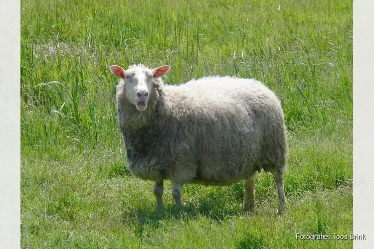 Naar de boer