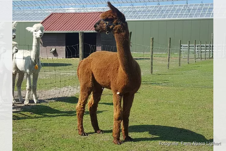 Alpaca dekhengst uit Zuid-Frankrijk vindt nieuw thuis: "Vrouwtjes staan allemaal bij het hek"