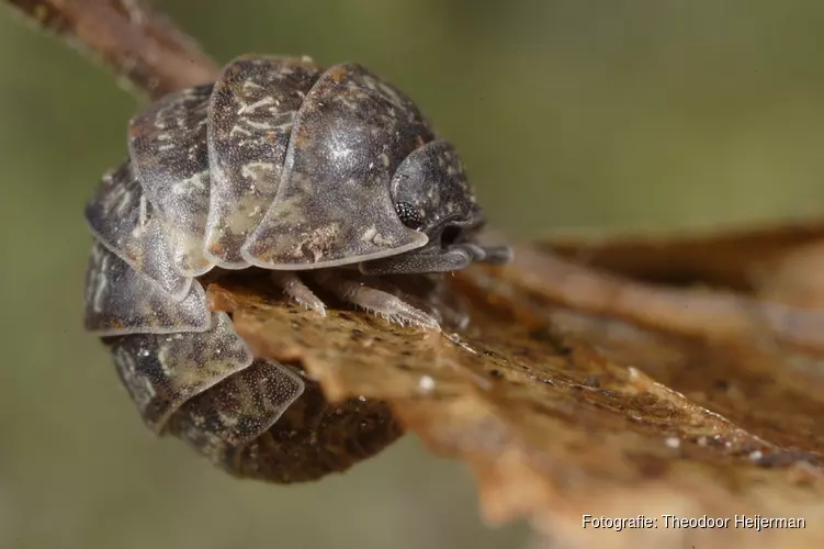 Met IVN op zoek naar bodembeestjes in het Streekbos