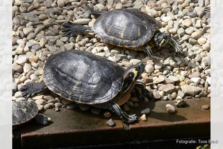 Op zoek naar schildpadden en baardagamen met IVN West-Friesland