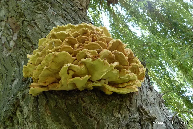 Zwammen in het herfstbos