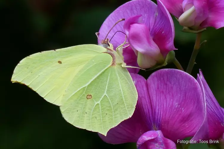 Van tegeltuin naar groen paradijs