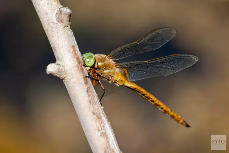 Ontdek de wereld van de libelle!