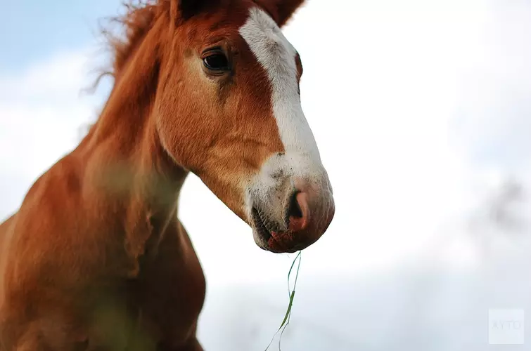 Herpesvirus uitgebroken bij manege in Enkhuizen